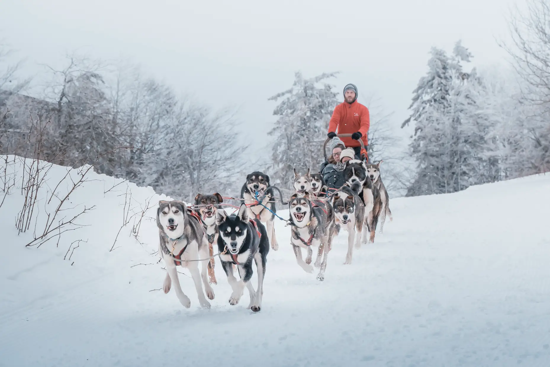 activité touristique chiens de traineaux dans les vosges