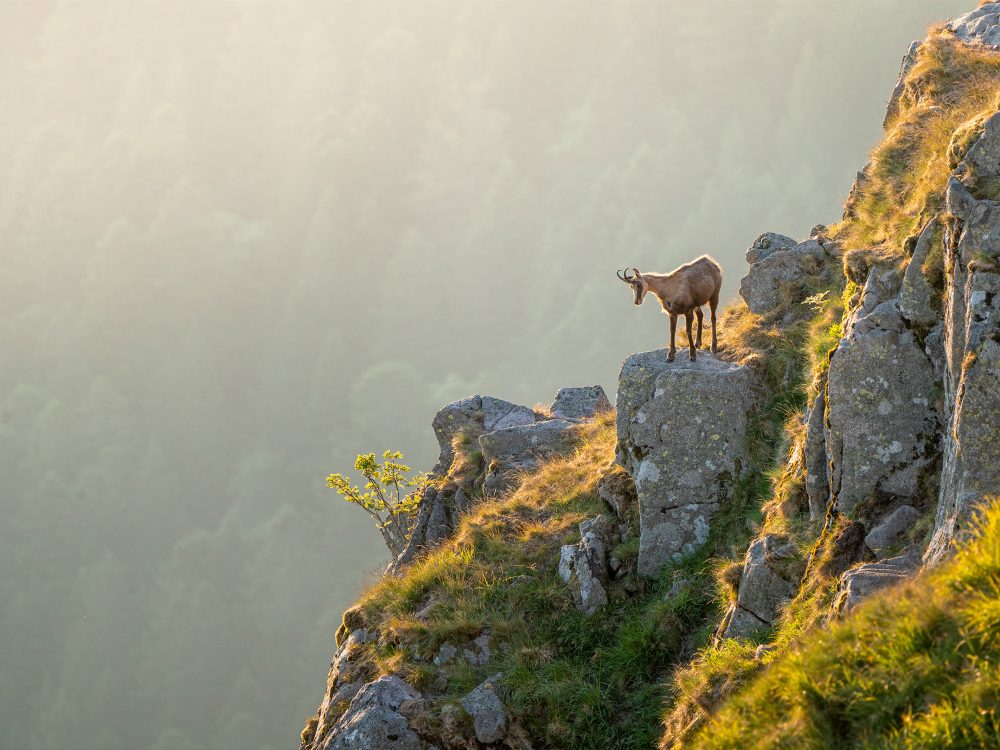 photo d"un chamois sur les crêtes du massif des vosges