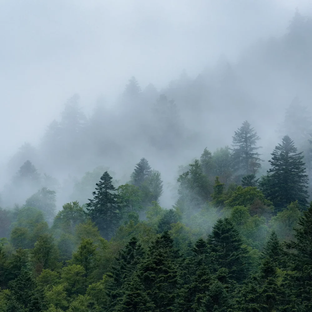 photo d'une forêt avec brume dans les vosges