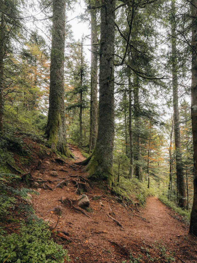 sentier dans une forêt des vosges